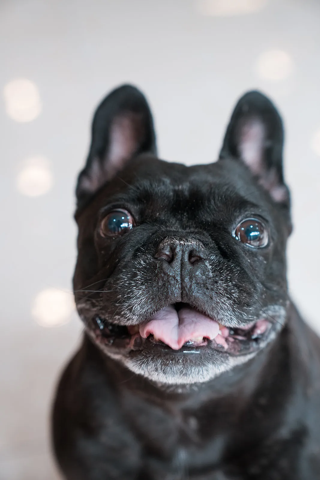Bright, happy close-up dog portrait with strong eye contact