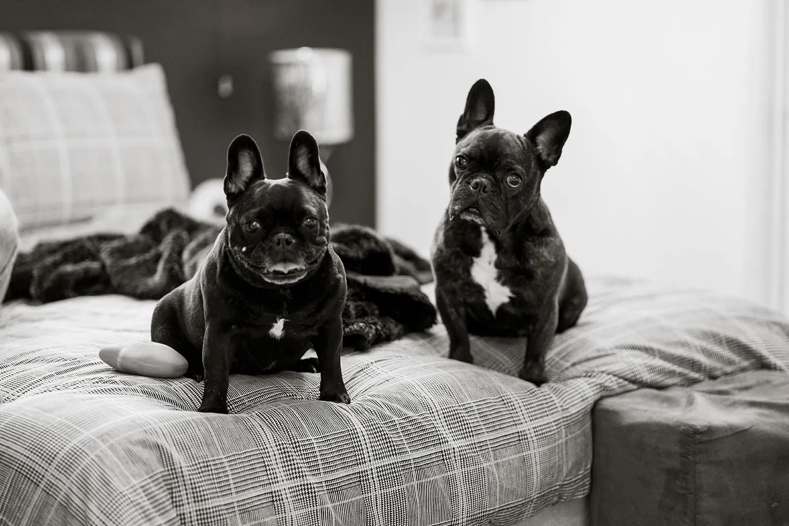 Graphic black and white portrait of two dogs together on the bed