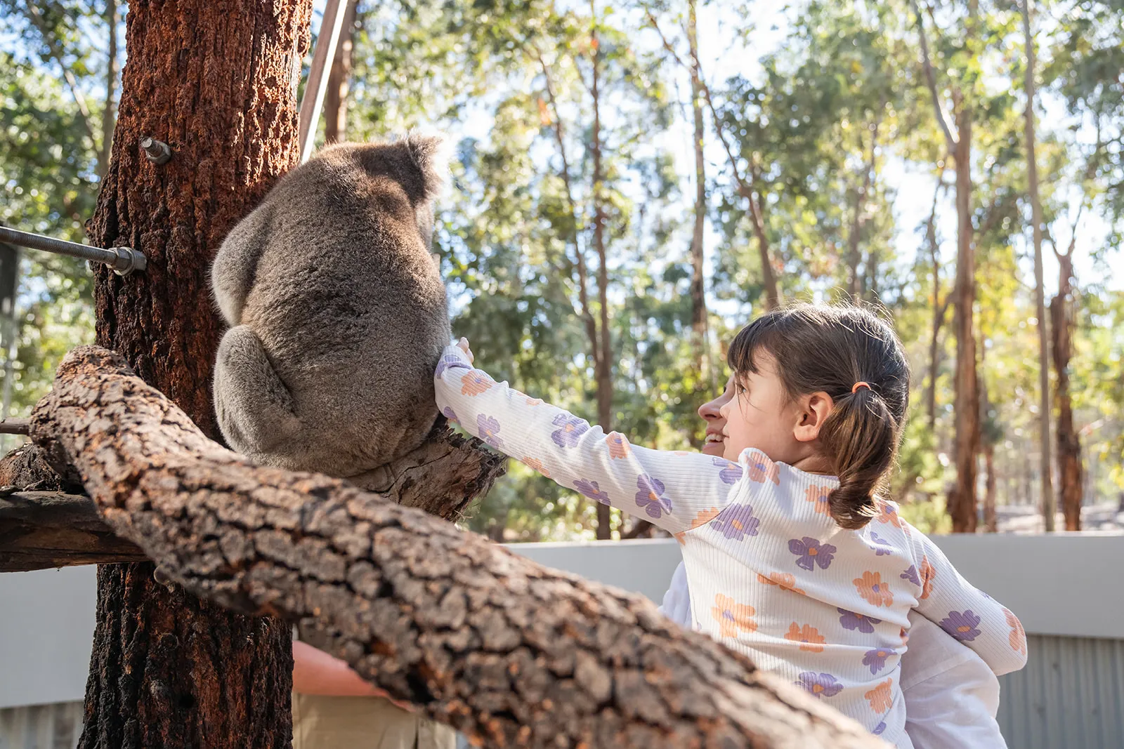 Child reaching toward a koala during a wildlife encounter