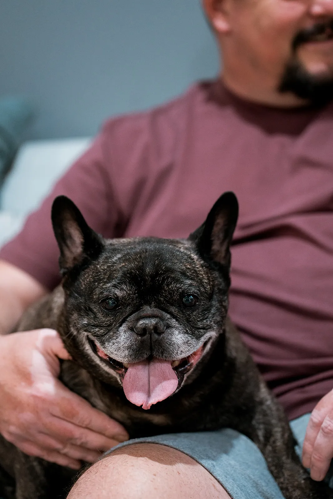 Dog relaxing on its owner's lap