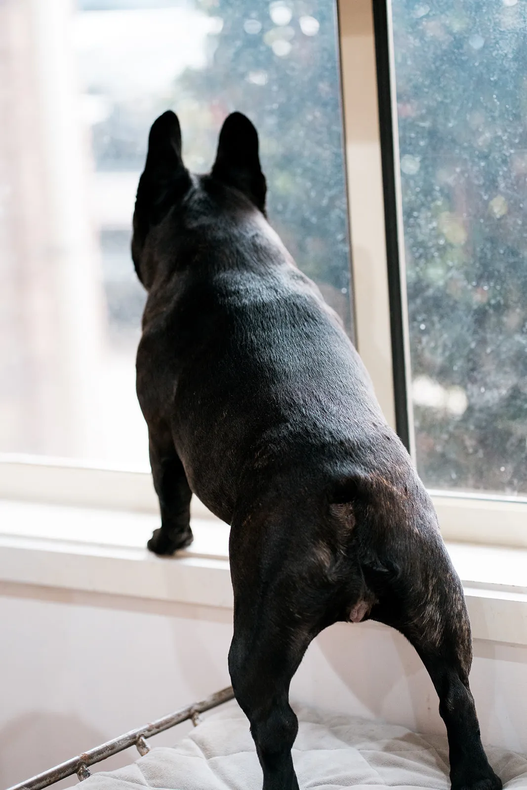 Dog watching the world through the window