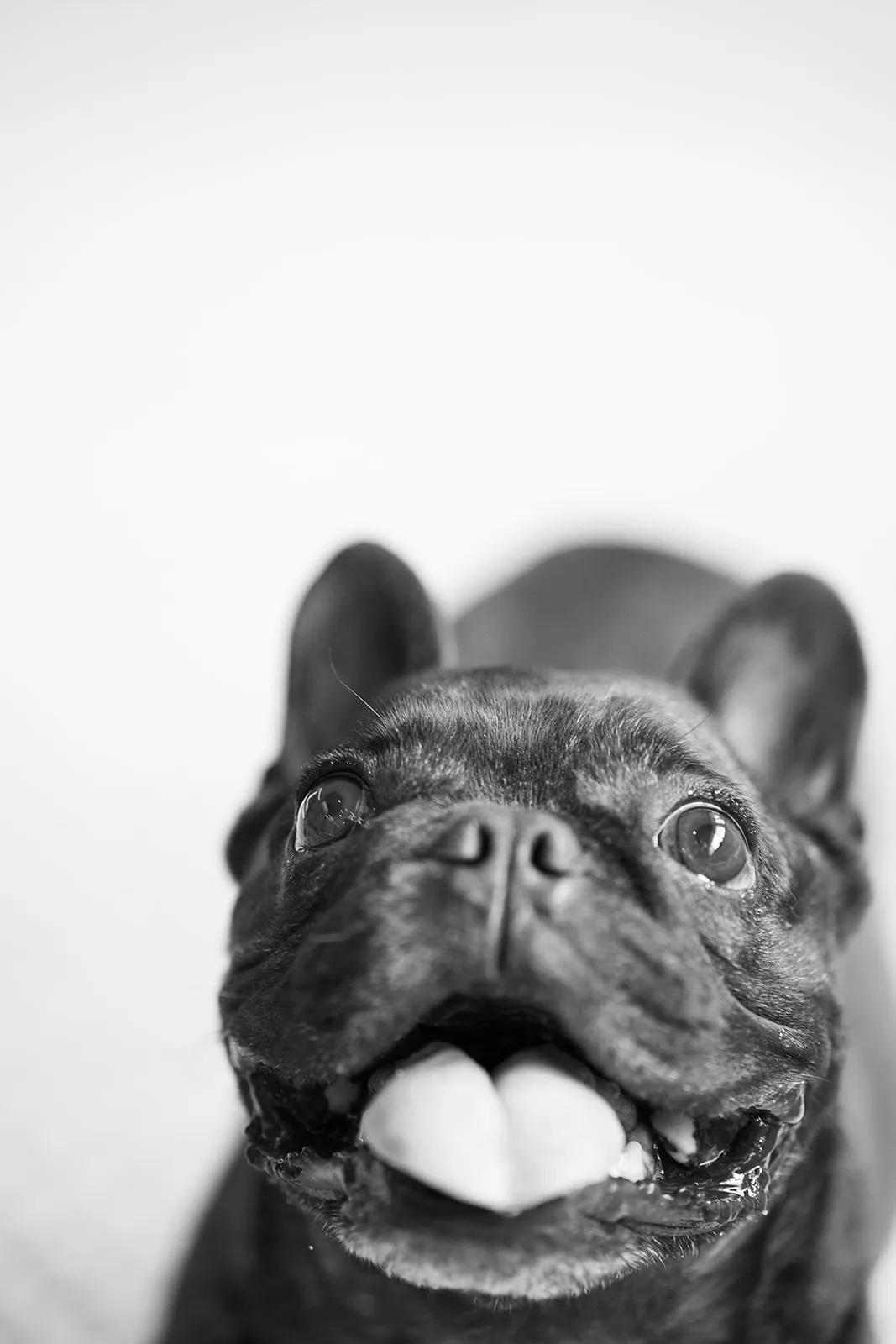 Playful black and white dog portrait with a ball