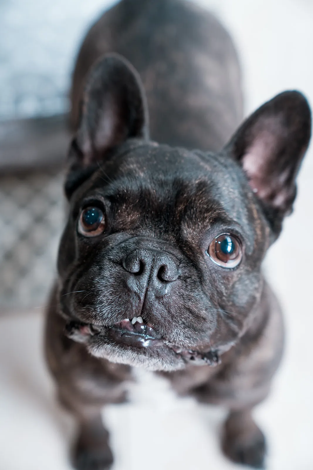 Inquisitive tilted-head dog portrait