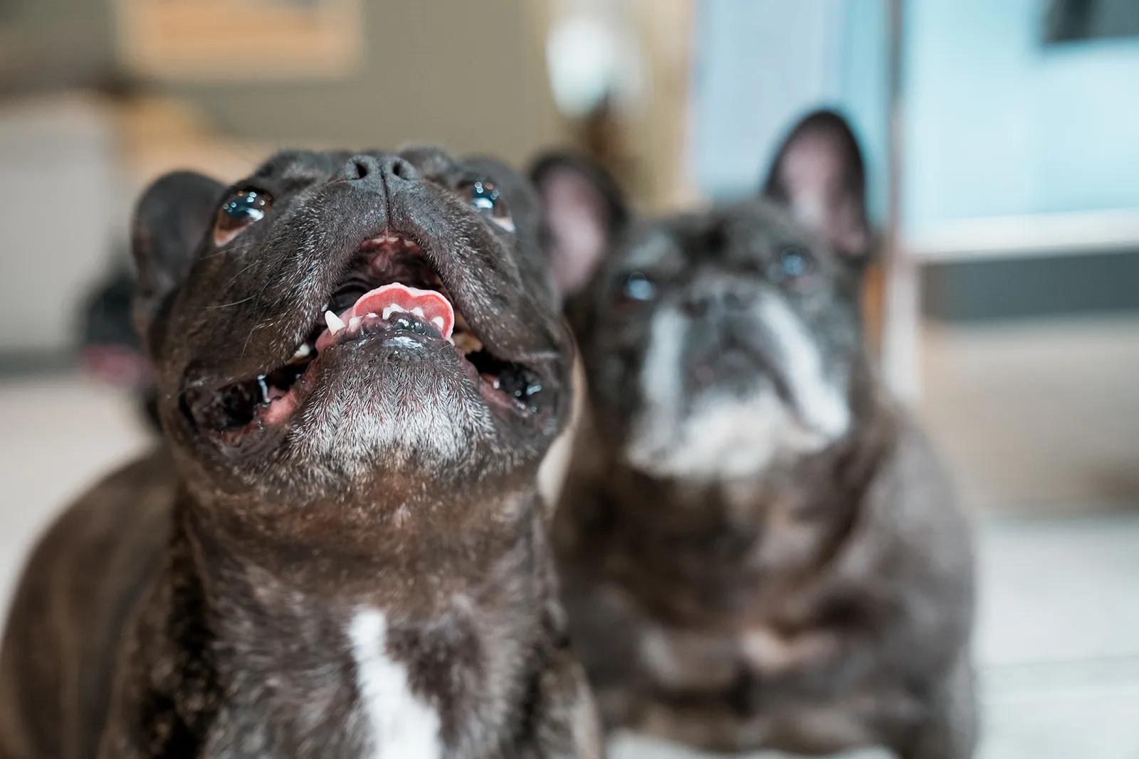 Layered close-up of two dogs at home