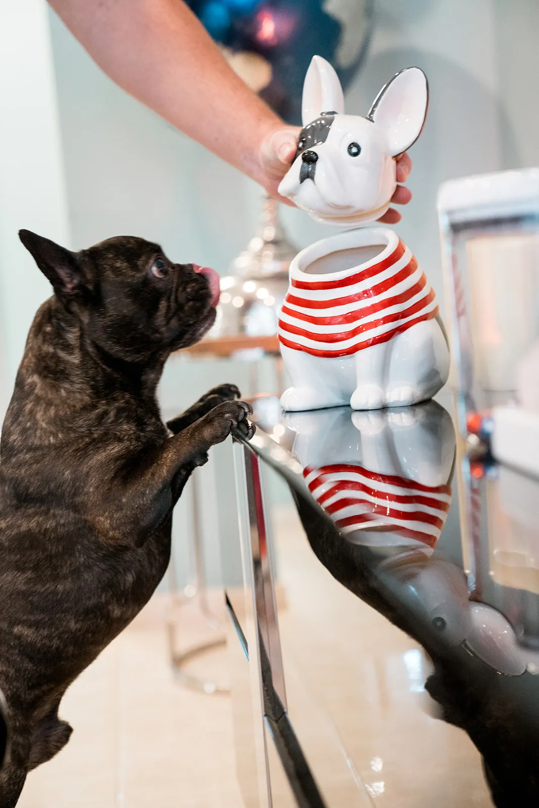 Curious dog investigating the Christmas decorations