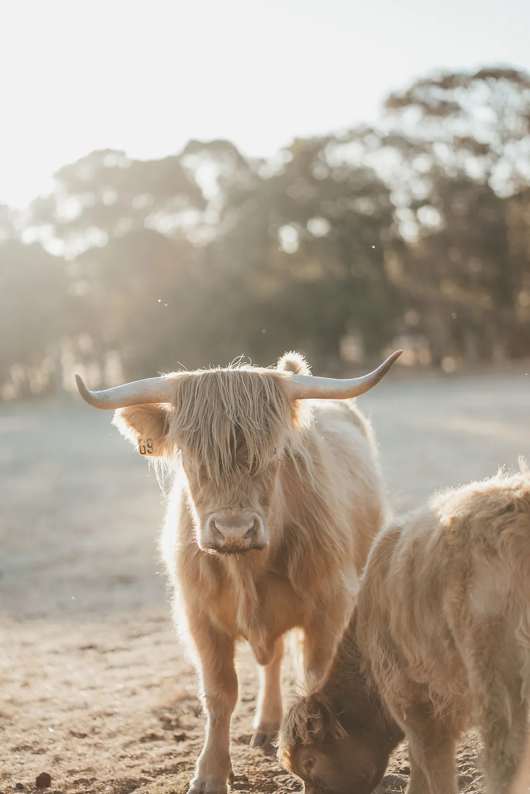 Backlit portrait of a Highland cow at the distillery paddock