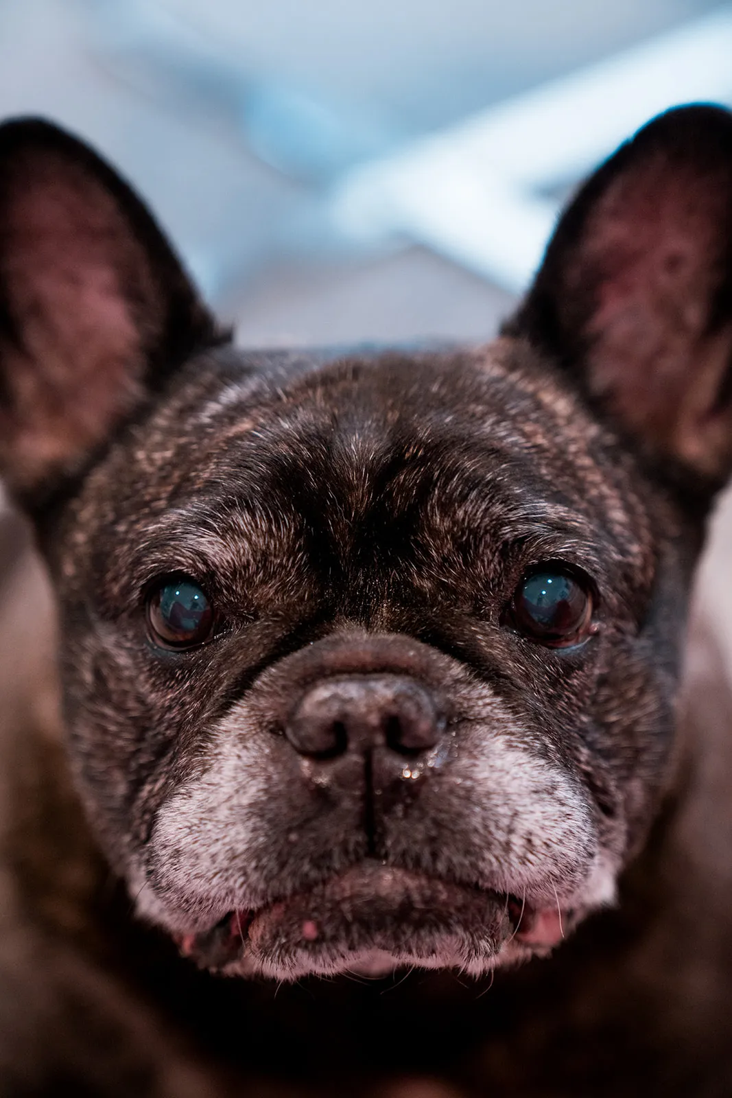 Intimate close-up of an older dog
