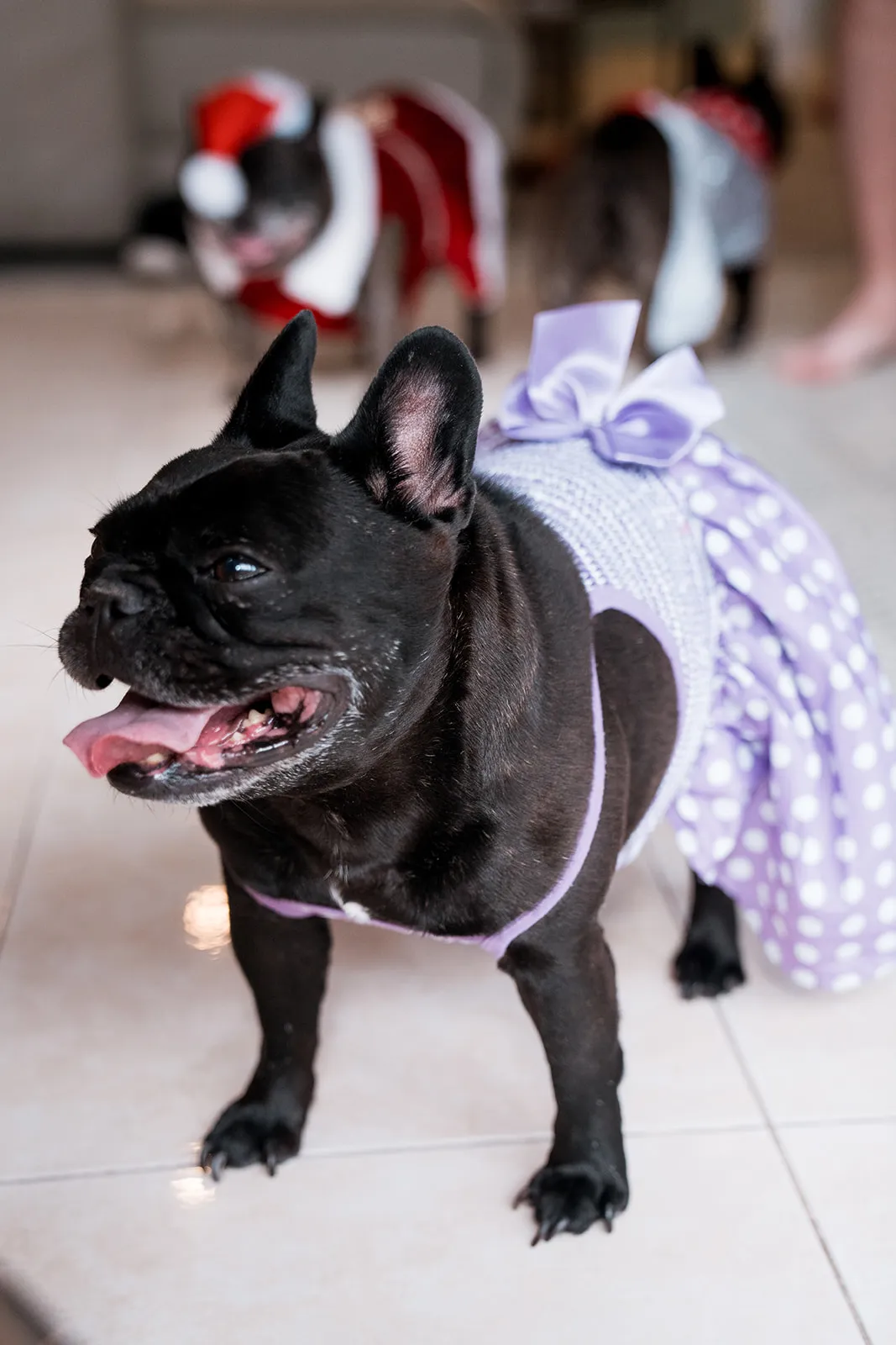 Whimsical dog costume portrait