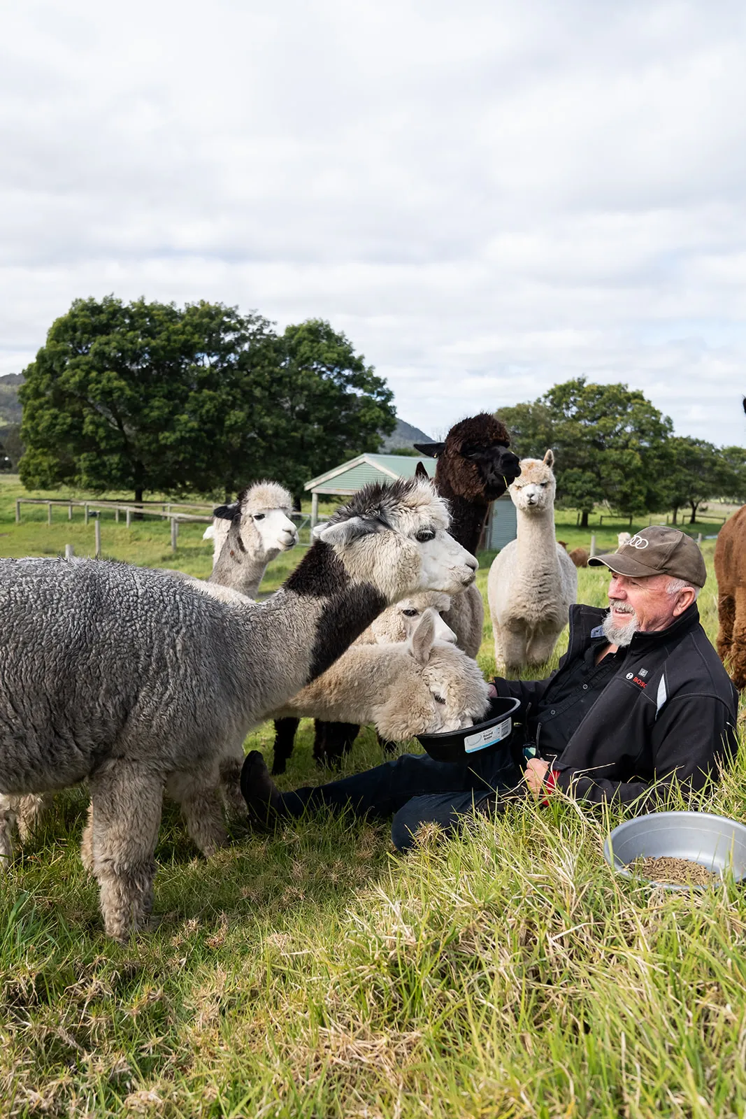 Guest surrounded by friendly alpacas