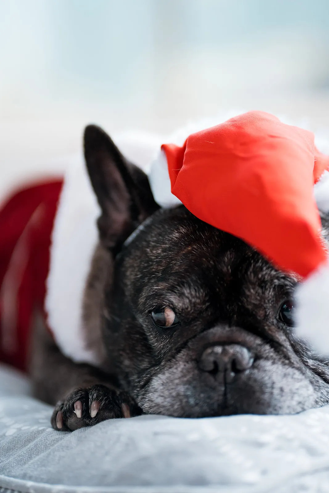 Quiet portrait of a dog in a Santa costume on the bed