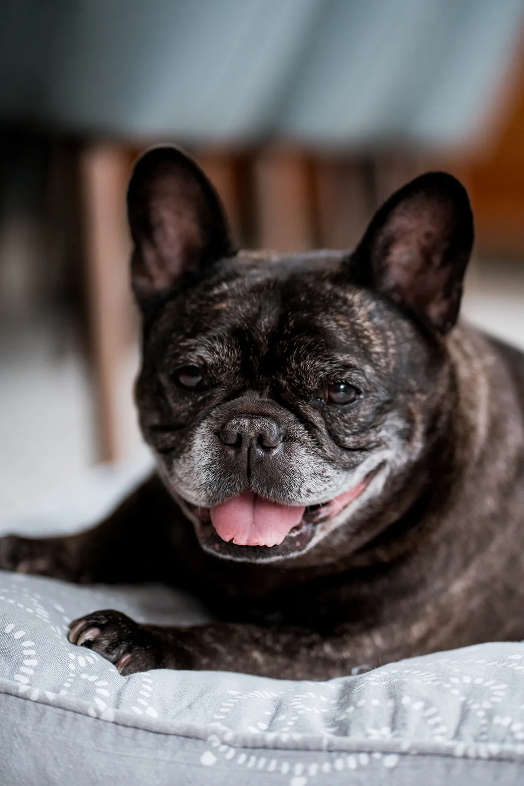 Relaxed dog portrait on the bed