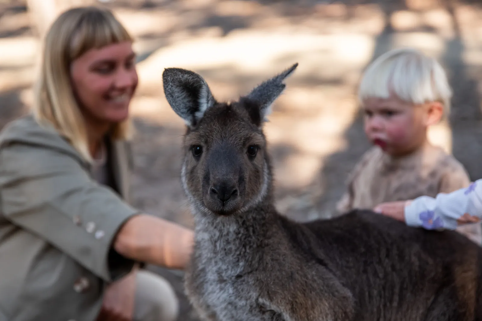Kangaroo portrait during a family wildlife encounter