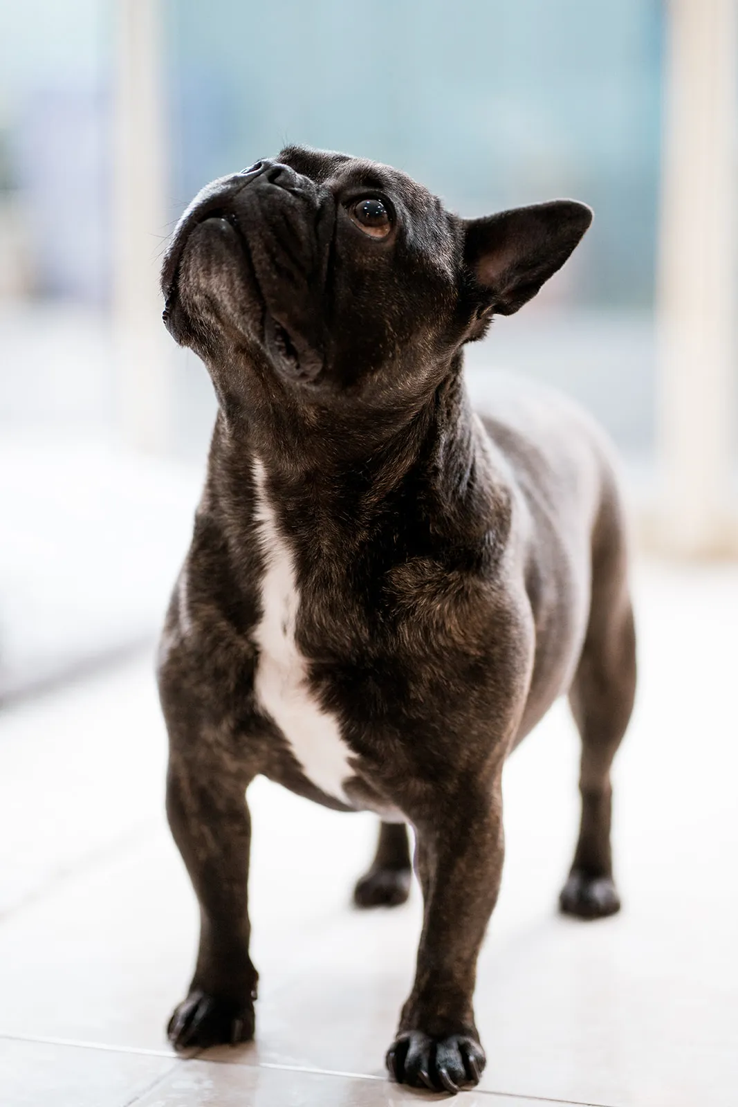 Alert full-body dog profile in window light