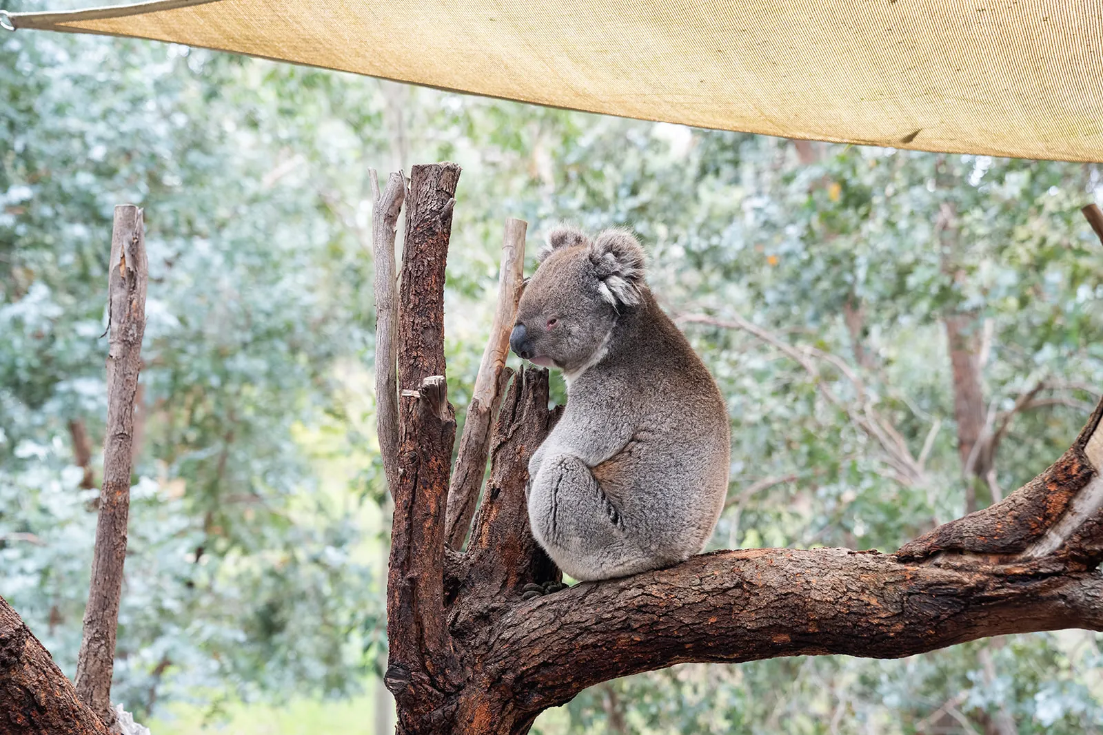 Koala portrait at the wildlife experience