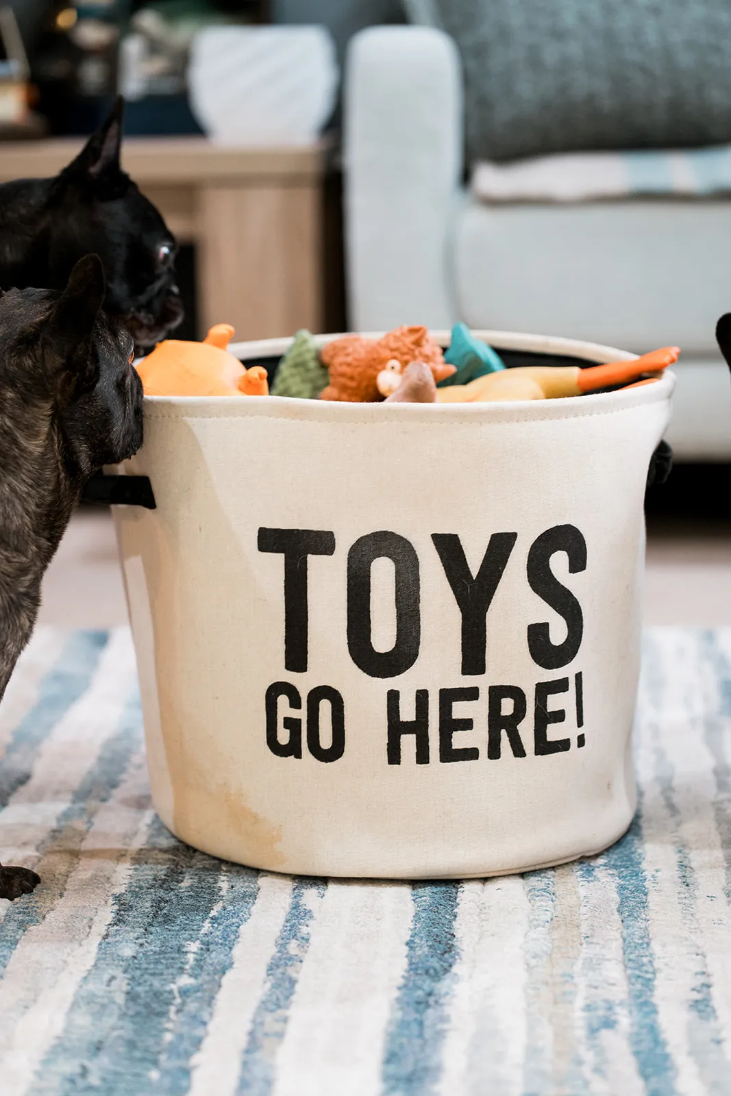 Dog with its toy basket at home