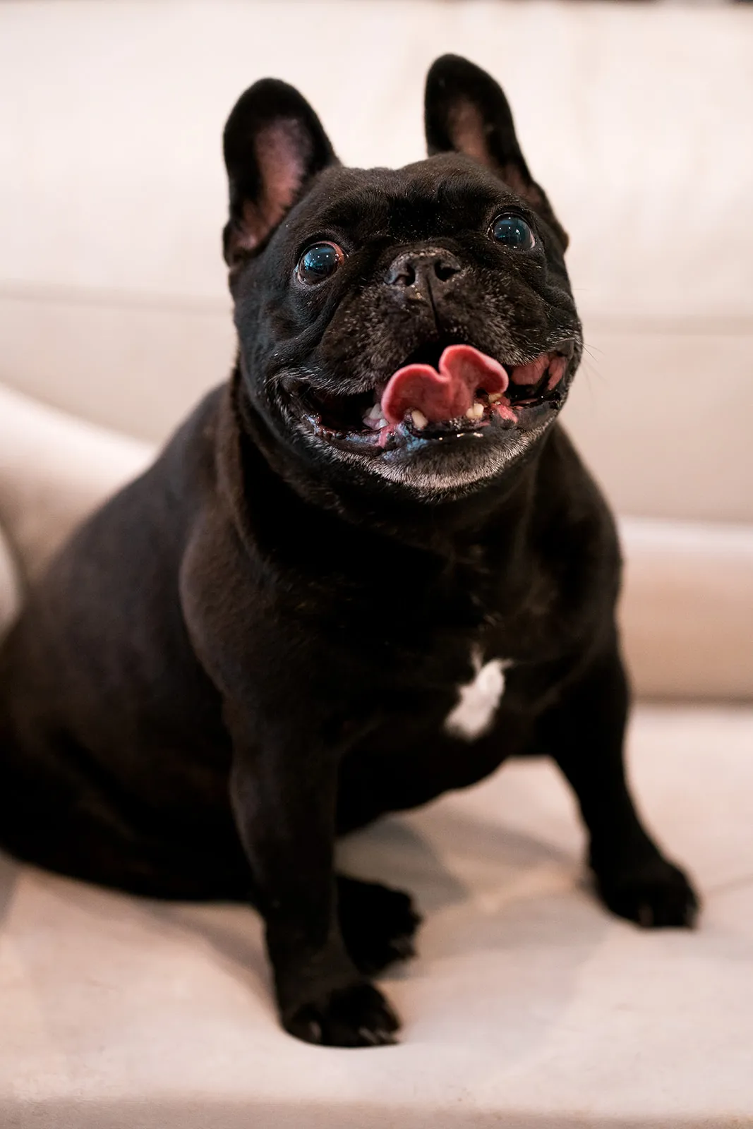 Confident seated dog portrait