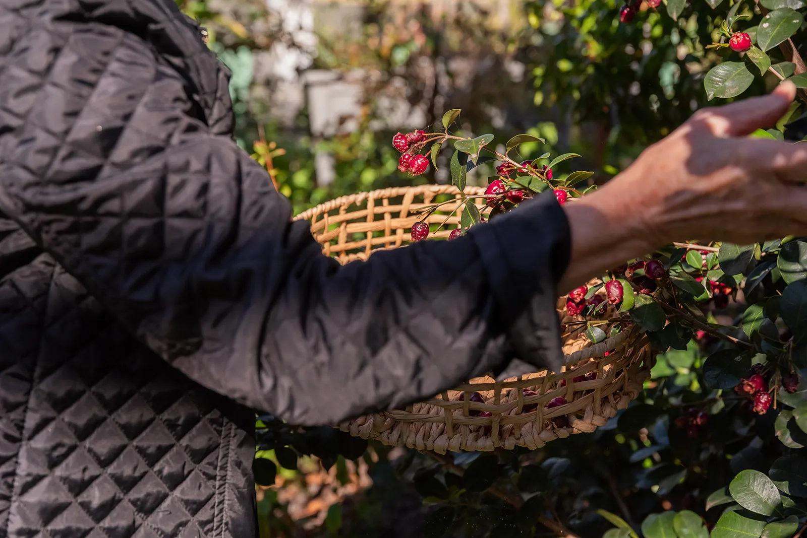 Hands at work harvesting in the garden