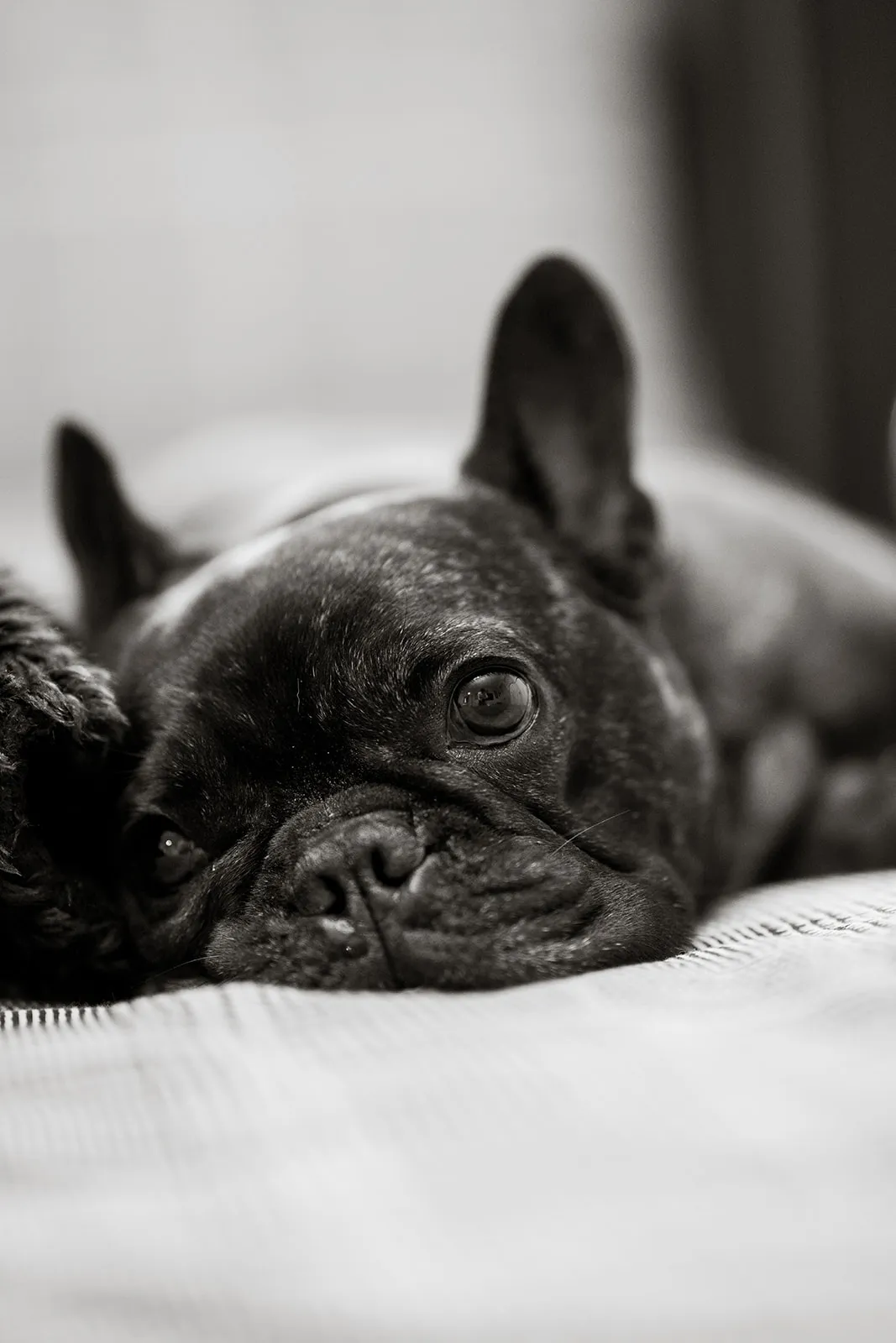 Intimate black and white portrait of a resting dog