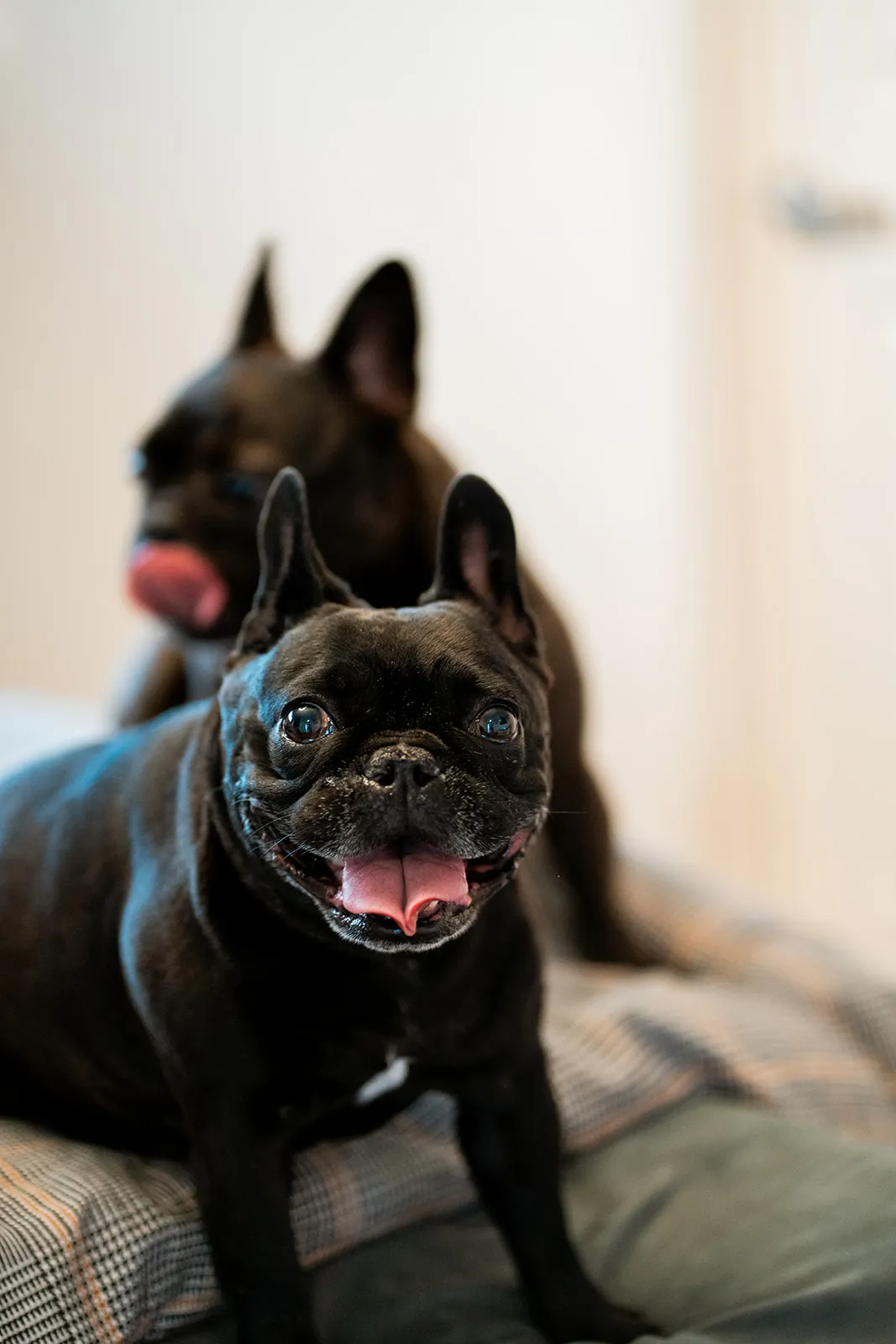 Playful two-dog composition