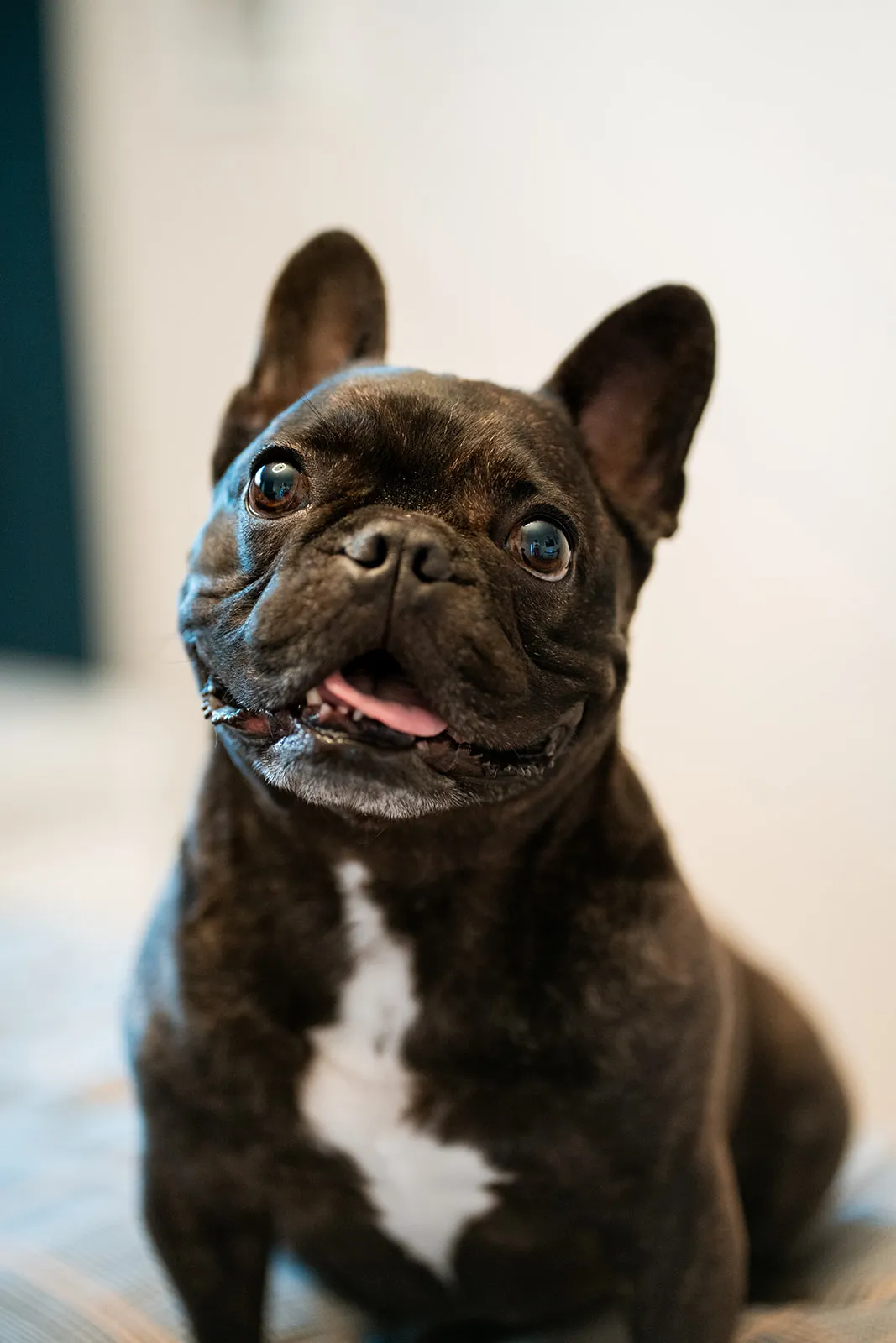 Softly lit seated dog portrait