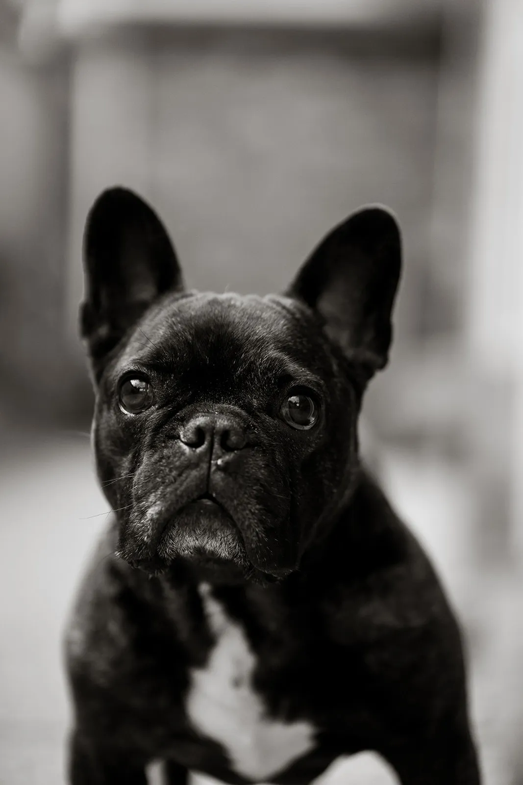 Classic black and white outdoor dog portrait
