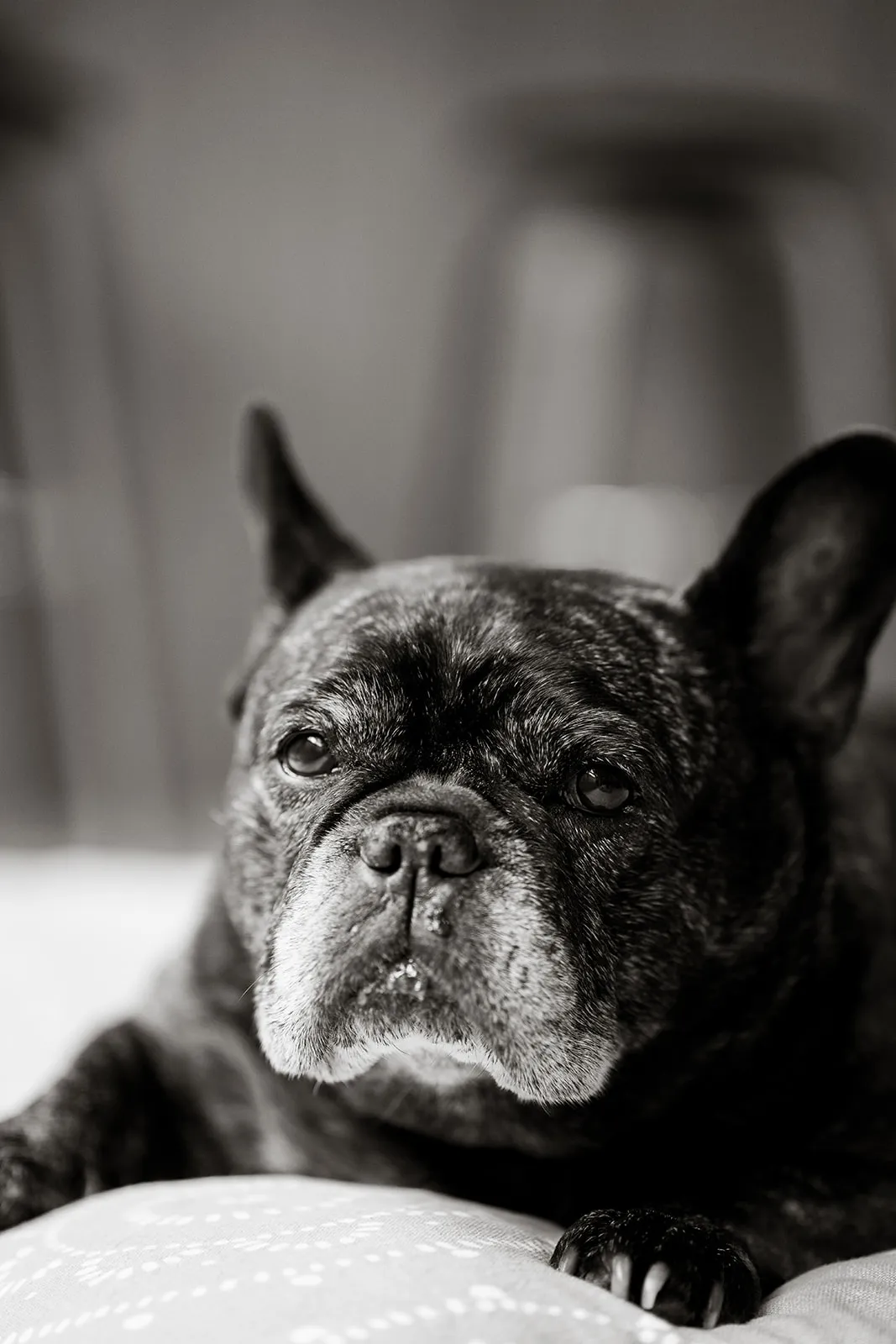 Quiet black and white resting dog portrait