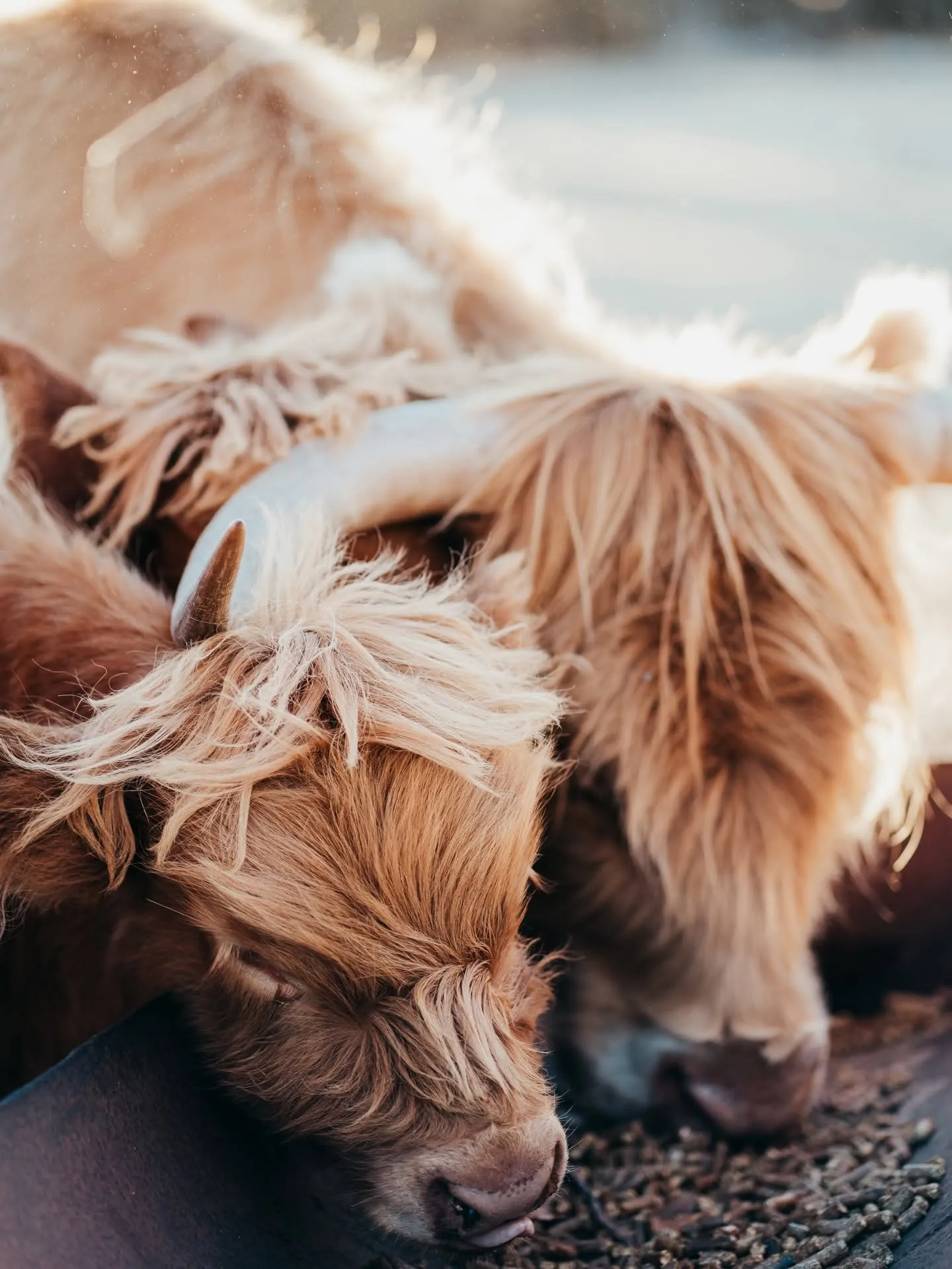 Animal photograph by Amy Parkes