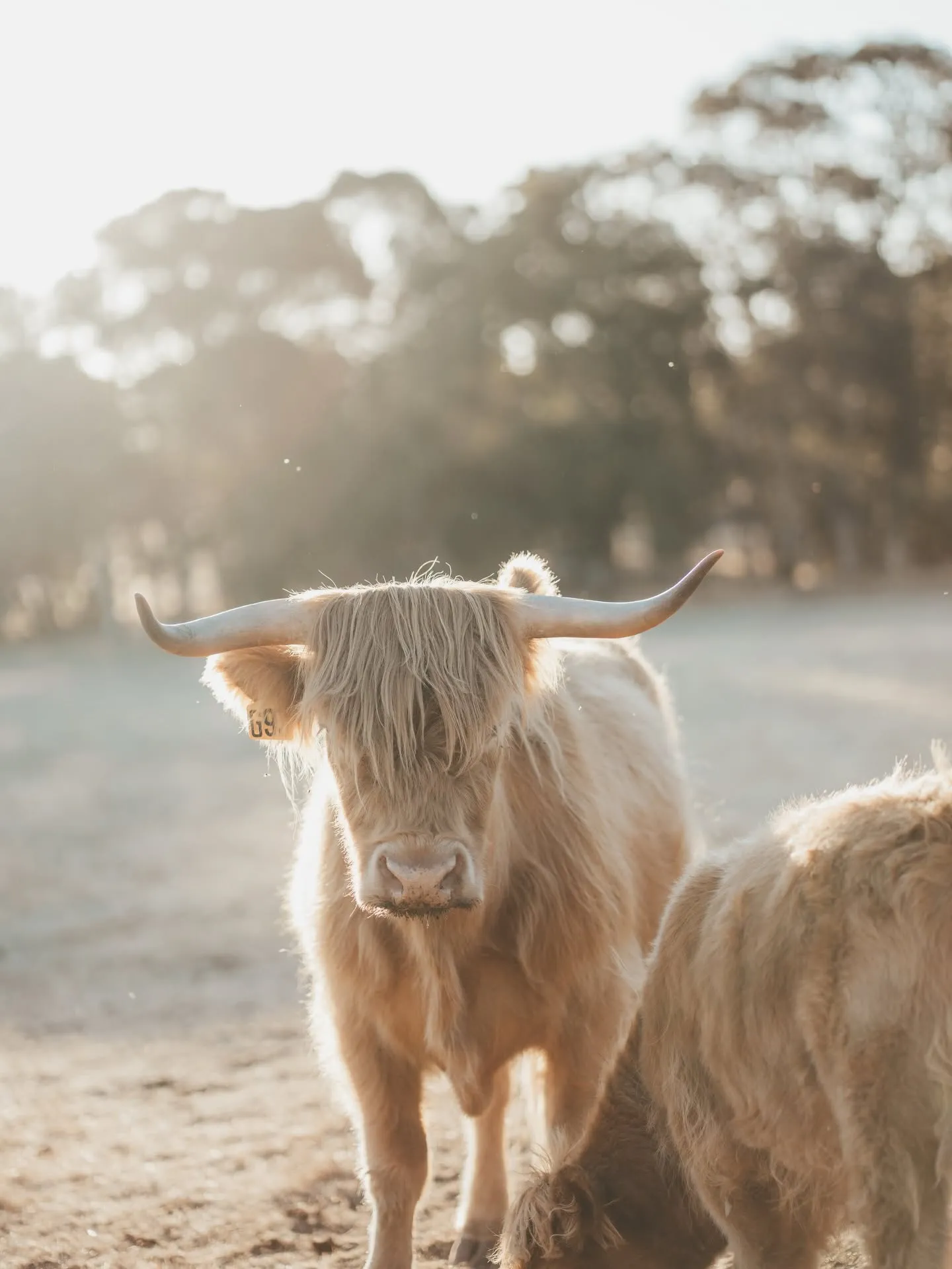 Animal photograph by Amy Parkes